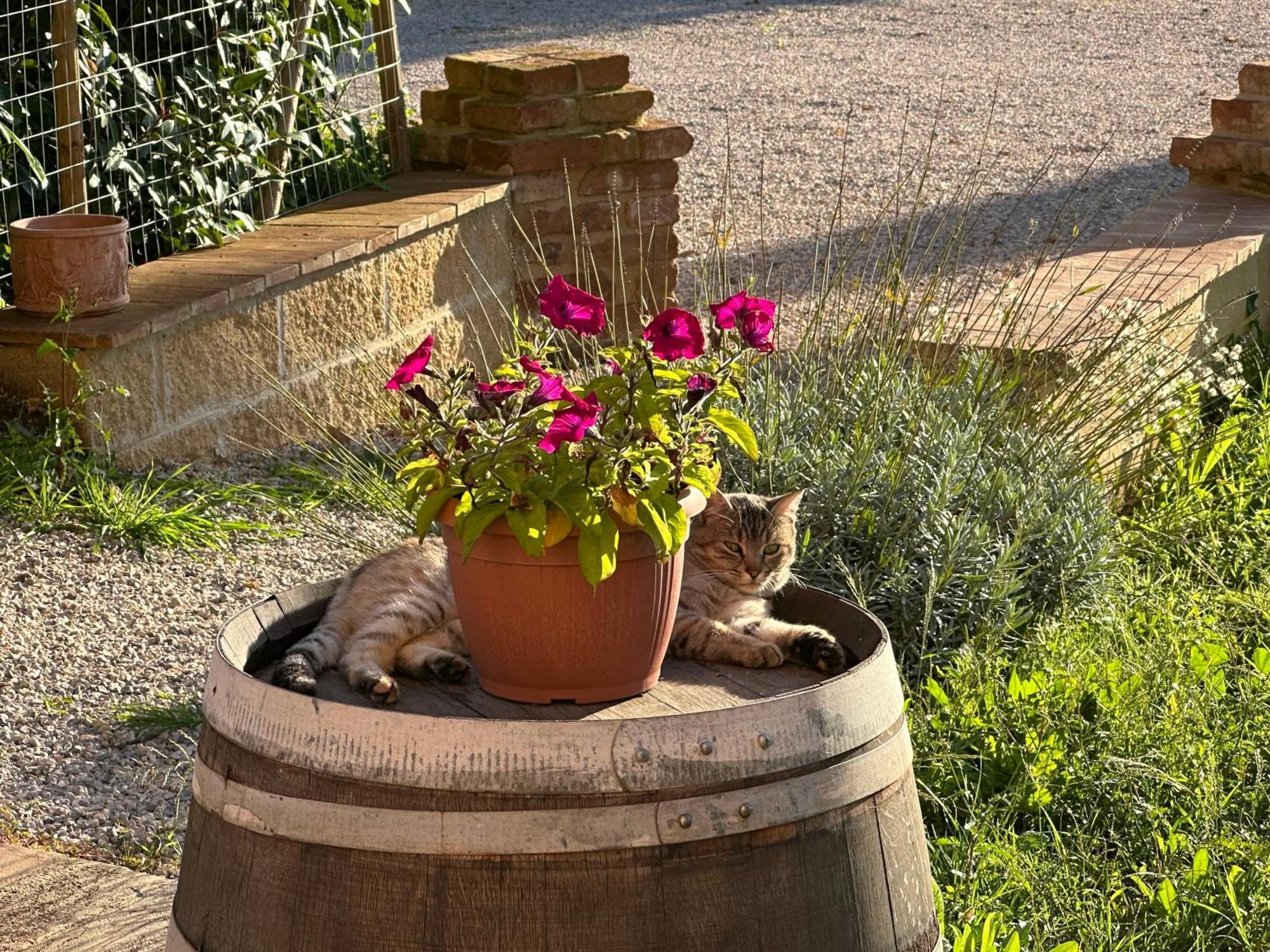 Apartamento Fornace Del Conte Abbadia di Montepulciano Exterior foto